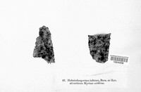Repetophragma inflatum image